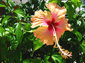 Hibiscus Flower
